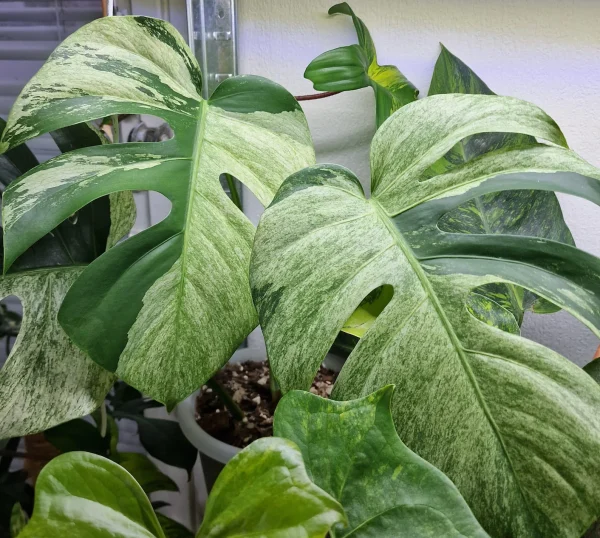 Monstera Constelação Jungle mint - Image 6