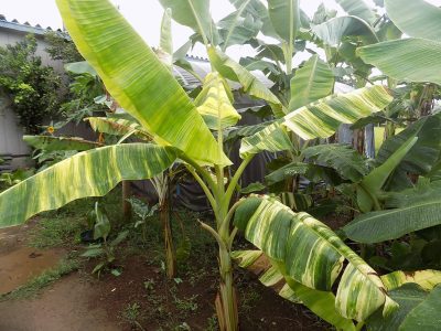 BANANEIRA de folha VARIEGATA Amarela