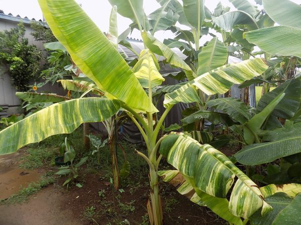 BANANEIRA de folha VARIEGATA Amarela - Image 2