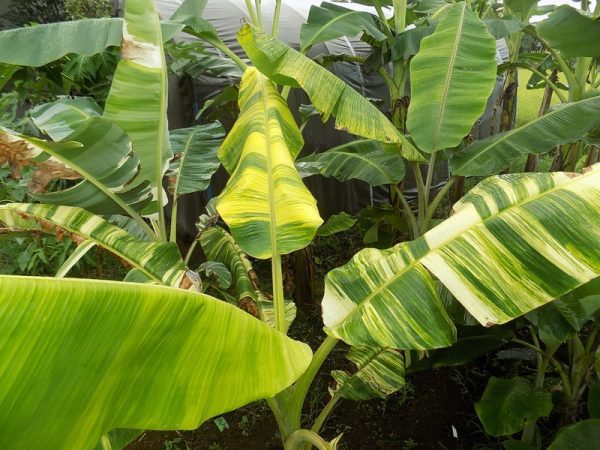 BANANEIRA de folha VARIEGATA Amarela - Image 5