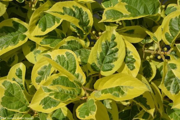 🦟🐯🥝Mini Kiwi Verde Tigrado Autofertil🥝🐯🦟 - Image 9
