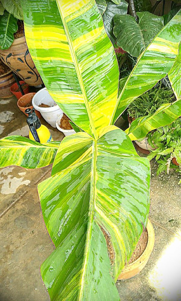 BANANEIRA de folha VARIEGATA Amarela - Image 6
