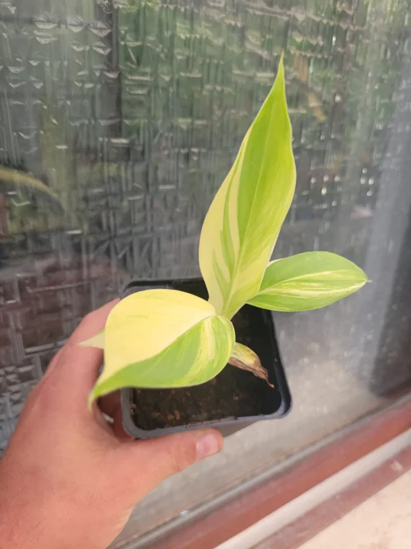 BANANEIRA de folha VARIEGATA Amarela - Image 8