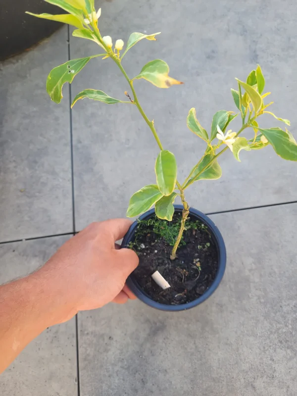 Laranjeira da laranja cabaça do Japão Variegata🍊🩸😁 - Image 3