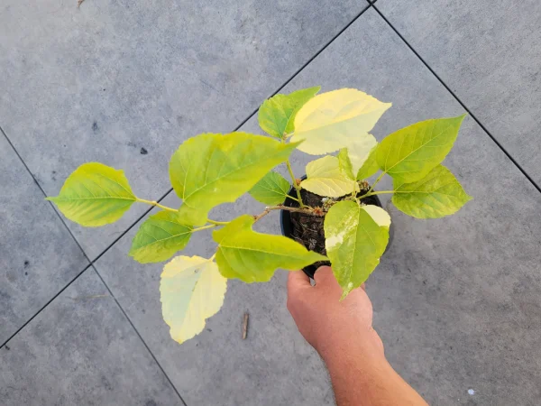 Árvore da amoreira de folha tigrada variegata (Morus Alba)