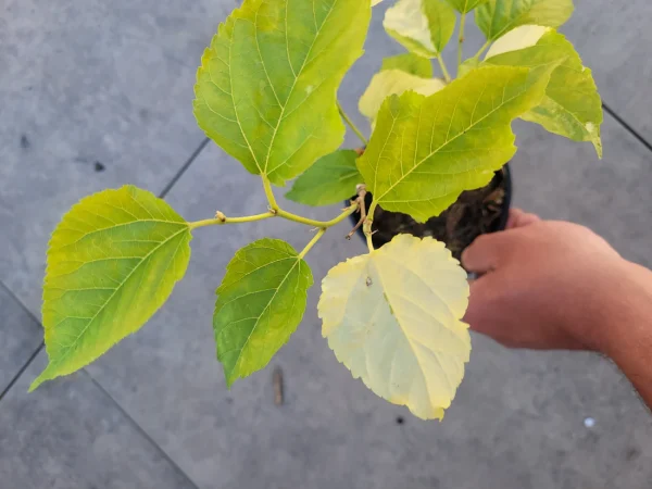 Árvore da amoreira de folha tigrada variegata (Morus Alba) - Image 6