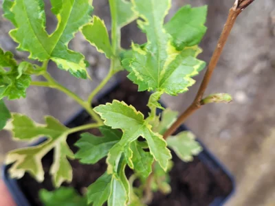 Árvore da amoreira Folha de platano variegata