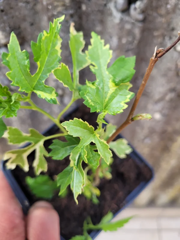 Árvore da amoreira Folha de platano variegata