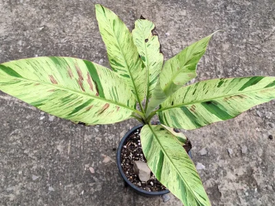 BANANEIRA  VARIEGATA Menta