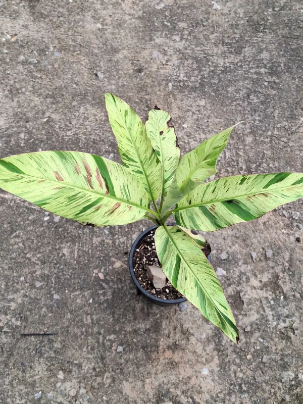 BANANEIRA  VARIEGATA Menta