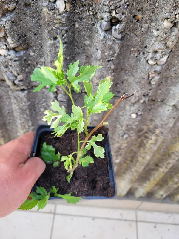 Árvore da amoreira Folha de platano variegata - Image 3