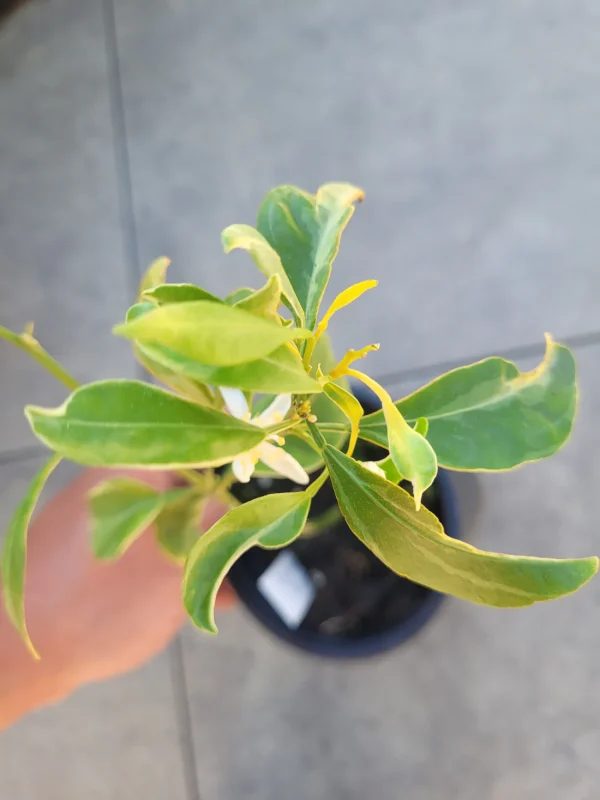 Laranjeira da laranja cabaça do Japão Variegata🍊🩸😁 - Image 5