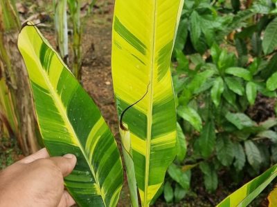 BANANEIRA de folha VARIEGATA Amarela