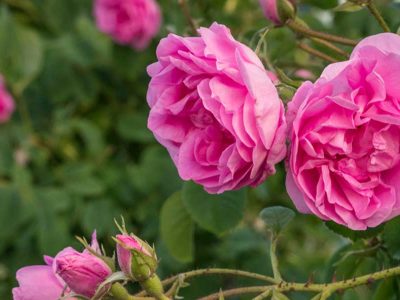 Roseira Rosa mais cheirosa