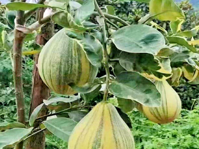 Pomelo Gigante Doce Variegata🍊😁🩸🇹🇭