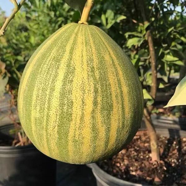 Pomelo Gigante Doce Variegata🍊😁🩸🇹🇭 - Image 8