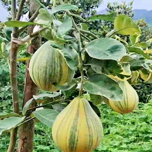 Pomelo Gigante Doce Variegata🍊😁🩸🇹🇭