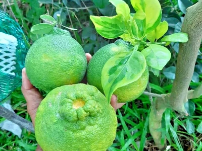 Laranjeira da laranja cabaça do Japão Variegata🍊🩸😁