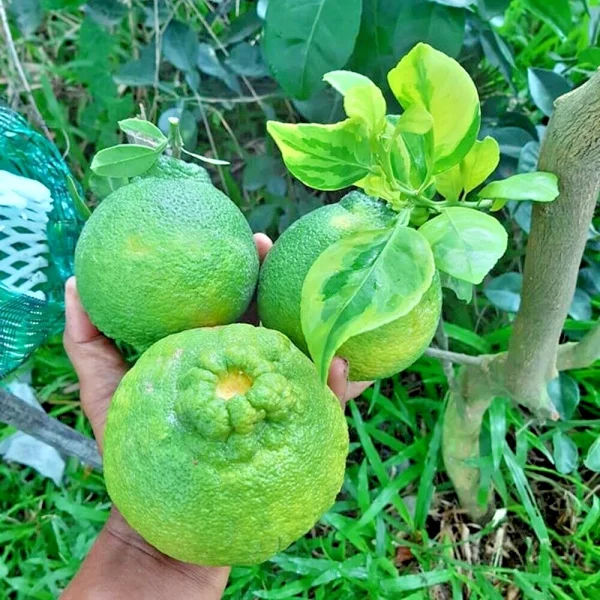Laranjeira da laranja cabaça do Japão Variegata🍊🩸😁 - Image 2