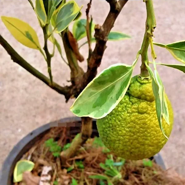 Laranjeira da laranja cabaça do Japão Variegata🍊🩸😁 - Image 4