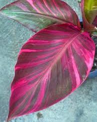 BANANEIRA anã de folha rosa variegata