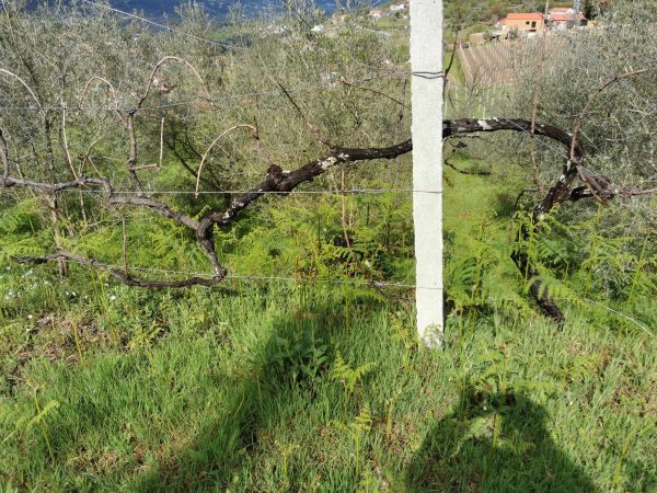 🏡2 Hectar selfsuficient farm for sale close to the Douro River Porto - Image 16