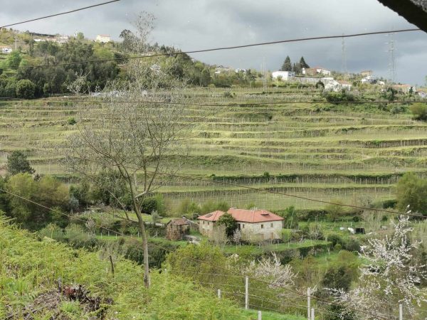 🏡2 Hectar selfsuficient farm for sale close to the Douro River Porto - Image 5