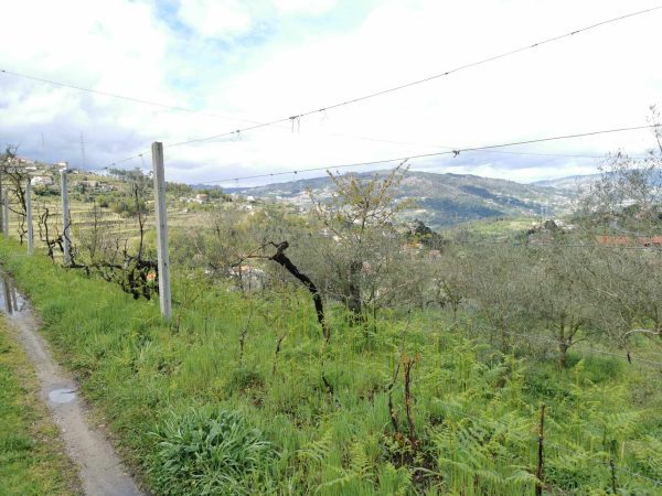 🏡2 Hectar selfsuficient farm for sale close to the Douro River Porto - Image 7