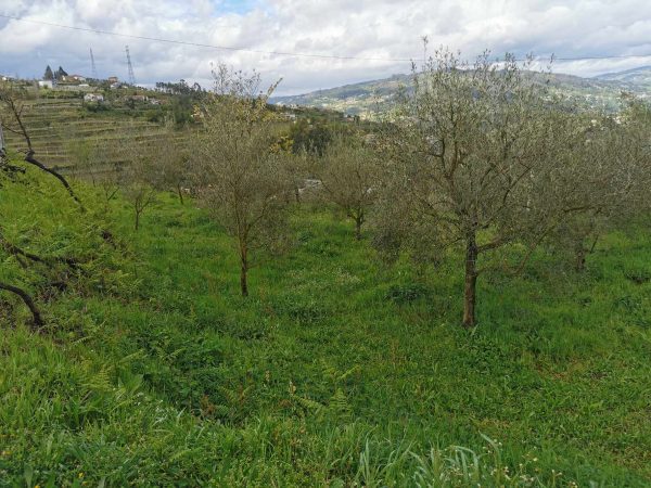 🏡2 Hectar selfsuficient farm for sale close to the Douro River Porto - Image 10