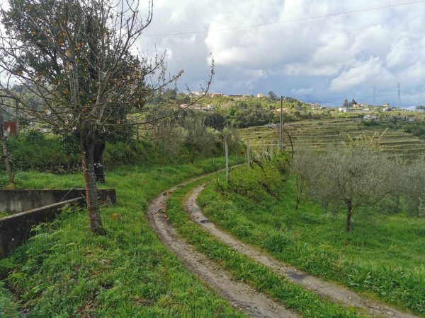 🏡2 Hectar selfsuficient farm for sale close to the Douro River Porto - Image 13