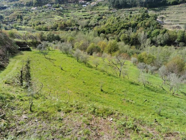🏡2 Hectar selfsuficient farm for sale close to the Douro River Porto - Image 17