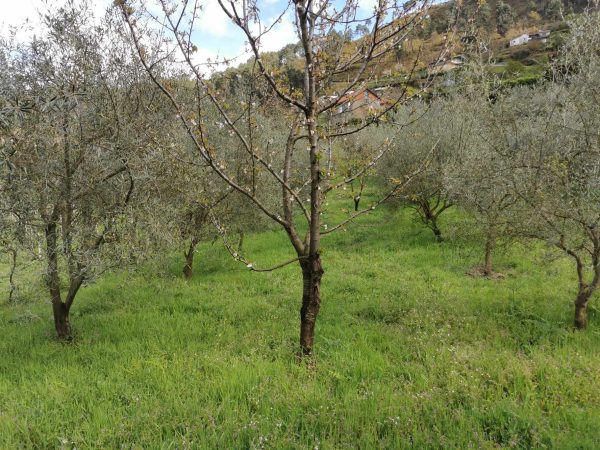 🏡2 Hectar selfsuficient farm for sale close to the Douro River Porto - Image 18