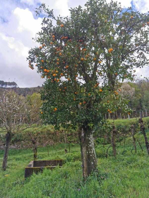 🏡2 Hectar selfsuficient farm for sale close to the Douro River Porto - Image 19