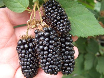 Amoras Pretas GIGANTES