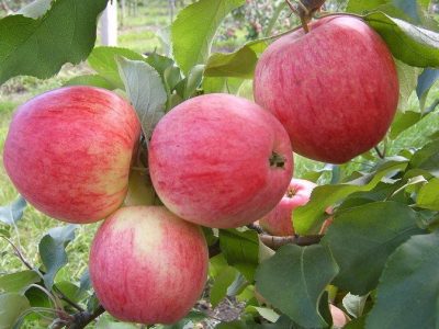 MACIEIRA da MAÇÃ de sabor a FRAMBOESAS🍏😁🇫🇷