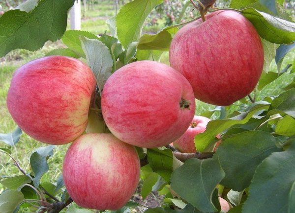 MACIEIRA da MAÇÃ de sabor a FRAMBOESAS🍏😁🇫🇷 - Image 2