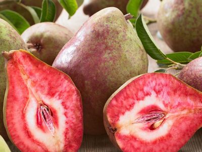 PEREIRA de pera de SANGUE GIGANTE🍐🩸😁