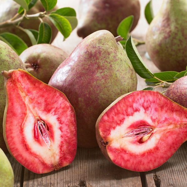 PEREIRA de pera de SANGUE GIGANTE🍐🩸😁