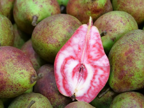 PEREIRA de pera de SANGUE GIGANTE🍐🩸😁 - Image 3