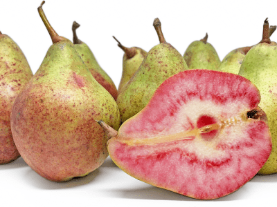 PEREIRA de pera de SANGUE GIGANTE🍐🩸😁