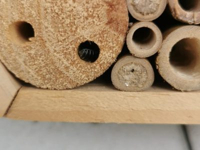 Colmeia PEQUENA redonda para abelhas polinizadoras sem ferrão (Hotel de Insectos)