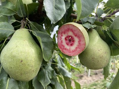 PEREIRA de pera de SANGUE sabor EXOTICO🍐🩸🌀