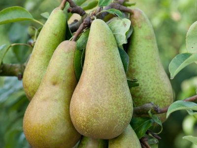 PEREIRA da PERA SUPER DOCE🍐🌀