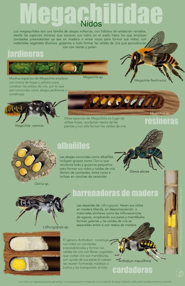 Colmeia MEDIA quadrada para abelhas polinizadoras sem ferrão (Hotel de Insectos) - Image 3