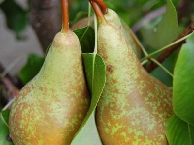 PEREIRA da PERA SUPER DOCE🍐🌀