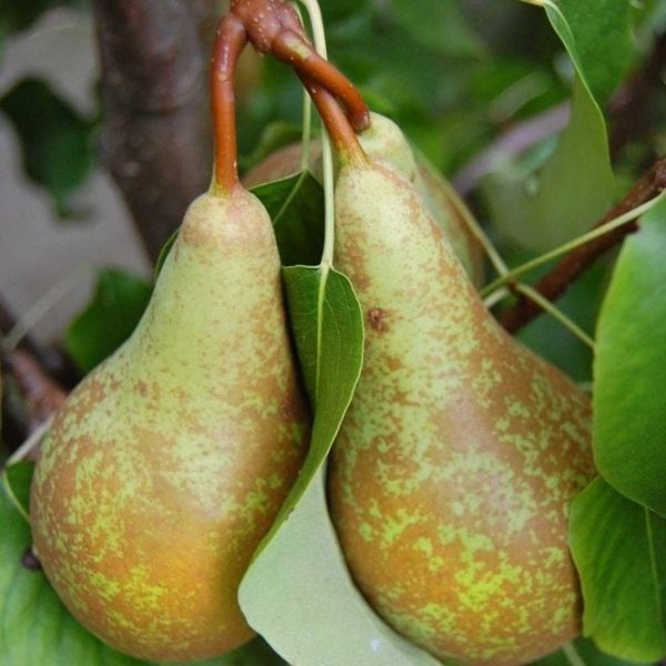 PEREIRA da PERA SUPER DOCE🍐🌀 - Image 2
