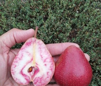 PEREIRA de pera de SANGUE sabor EXOTICO🍐🩸🌀