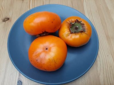 Diospireiro de fruto achatado OVNI👽🛸