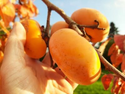 Diospireiro de fruto achatado OVNI👽🛸