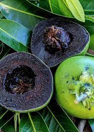 Fruto pudim de chocolate 🍮🍫